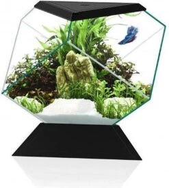 Ciano Aquarium Nexus Betta 5C – 27x31x26 Cm – Zwart