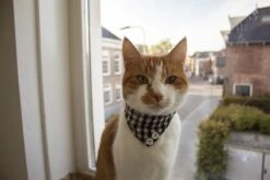 Kattensjaaltje – Ruit Patroon – Zwart/Wit- Verstelbaar Katten Halsbandje – Kleding Voor Katten – Strikje – Kattenbandje – Kitten