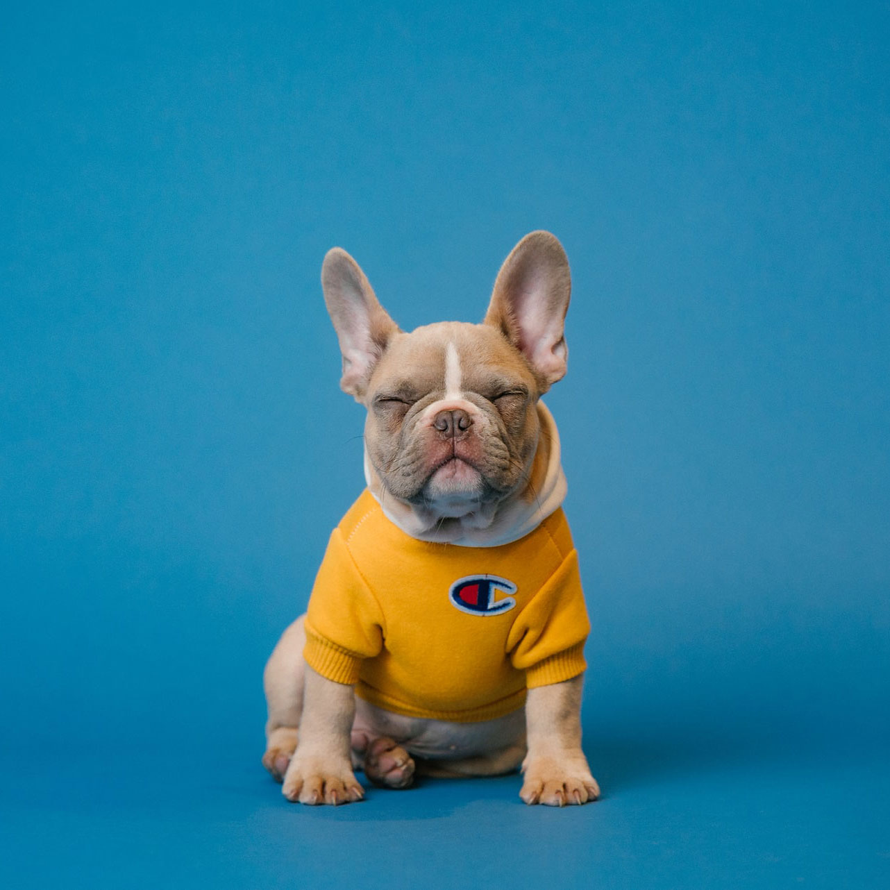 Trixie || VIDAXL || FERPLAST Verkoop